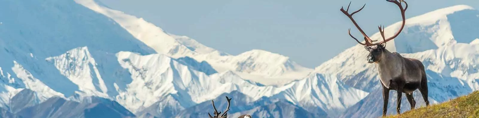 Majestic caribou bull in front of the mount Denali, ( mount Mckinley), Alaskal
