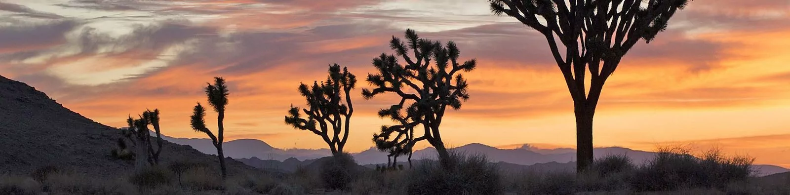 Sunrise on Joshua Trees in Joshua Tree National Park