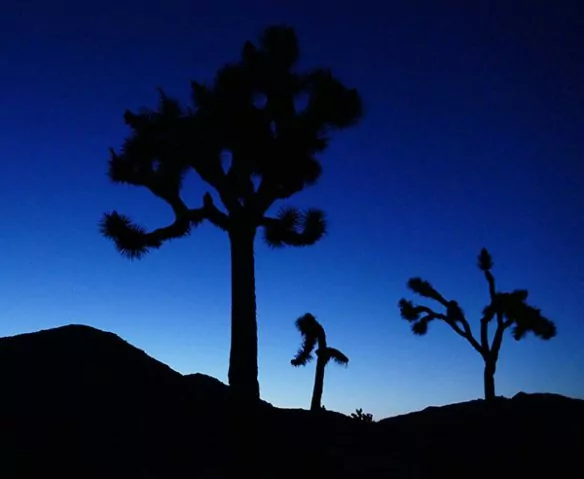 Joshua Tree trees at night
