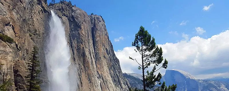 Lone tree in front of waterfall