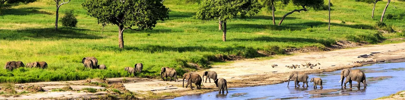 Elephants crossing a river in Tanzania