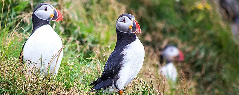 Icelandic puffins