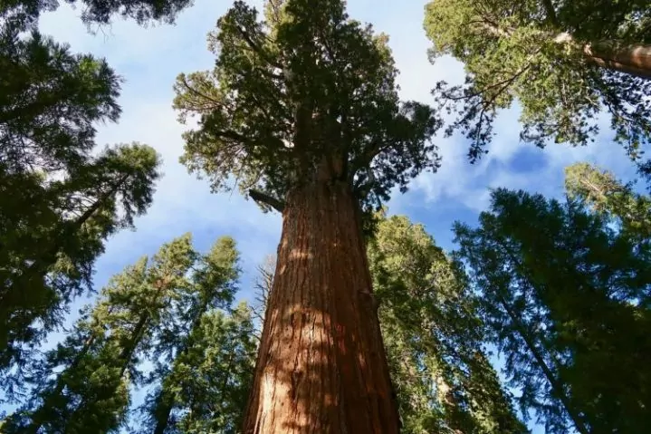Sequoia Tree
