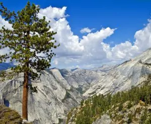 tree and mountains in sierras
